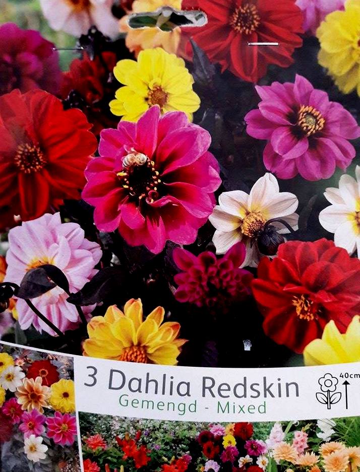 Далия Redskin Микс